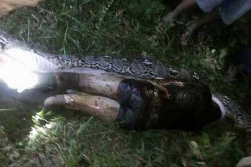 实拍印尼7米巨蟒吞25岁男子 村民剖蛇腹寻回遗体- 海网宽频