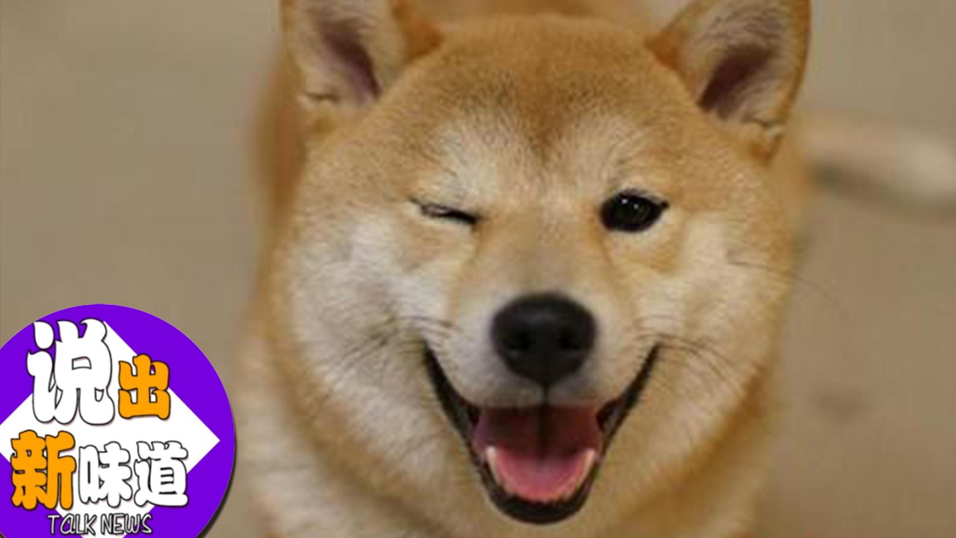 【新版新味道84】谁家的柴柴 给我来一打_说出