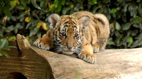 全球资讯猴子打完幼虎脑袋拽尾巴